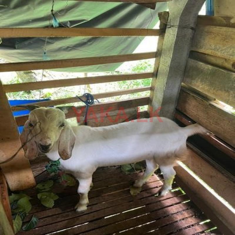 Male Goat