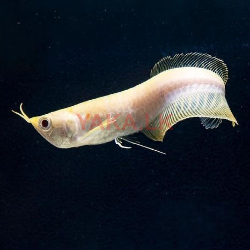Arowana Albino Red Eye
