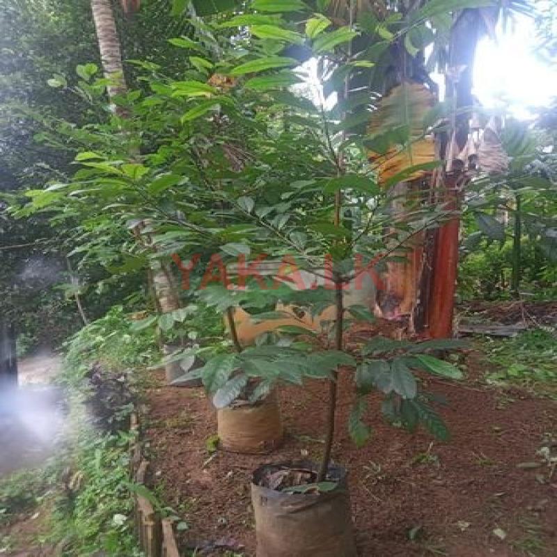 සාදික්කා පැළ