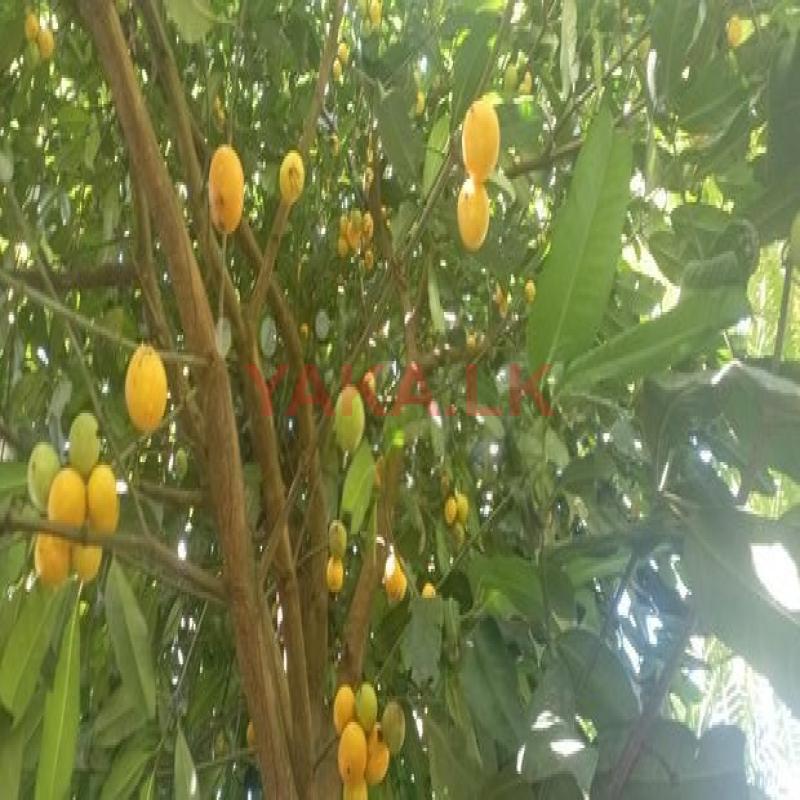 ඩොංගා