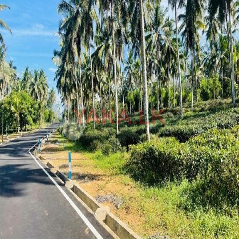 Thalagala Beruketiya Land For Sale