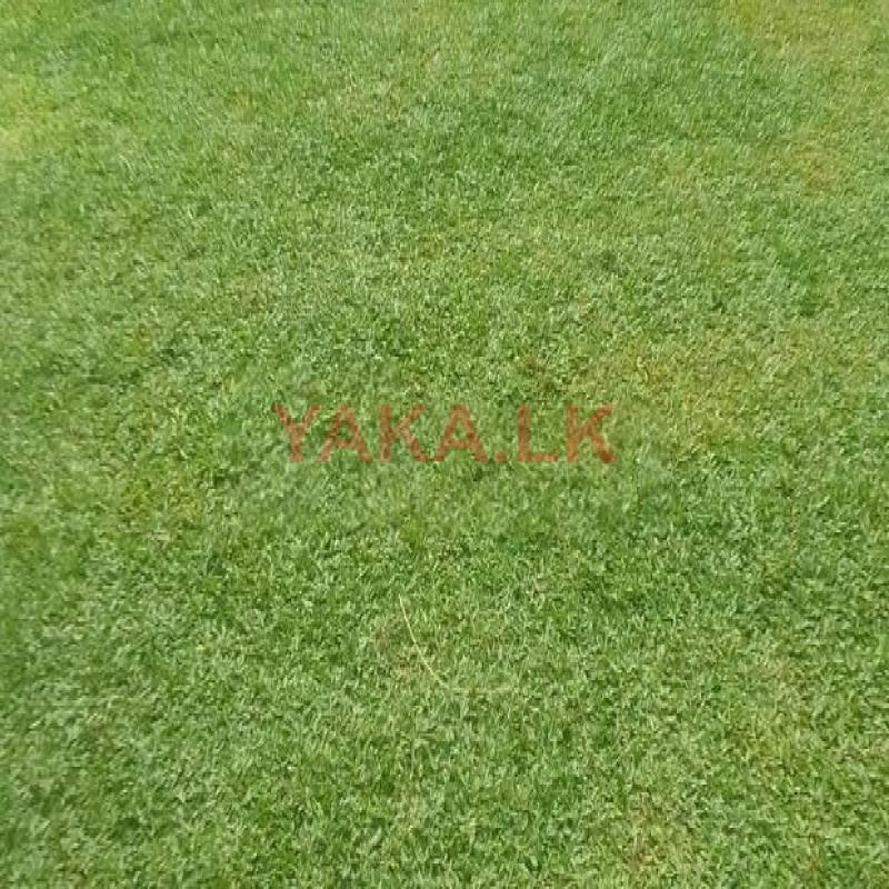 Malesiyan grass
