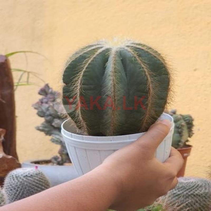 Cactus