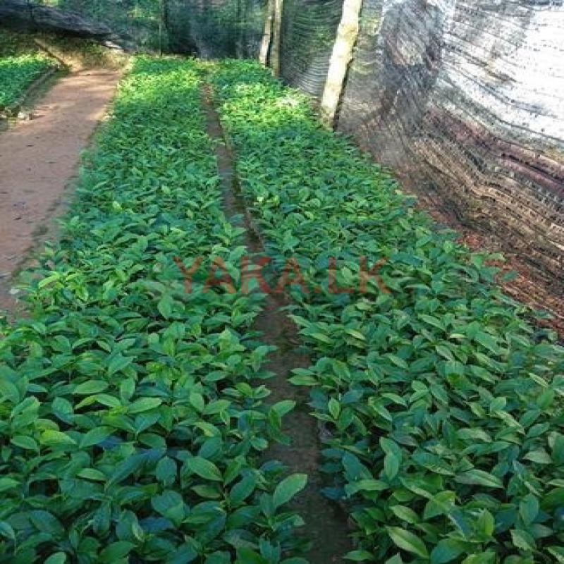 තේ පැල