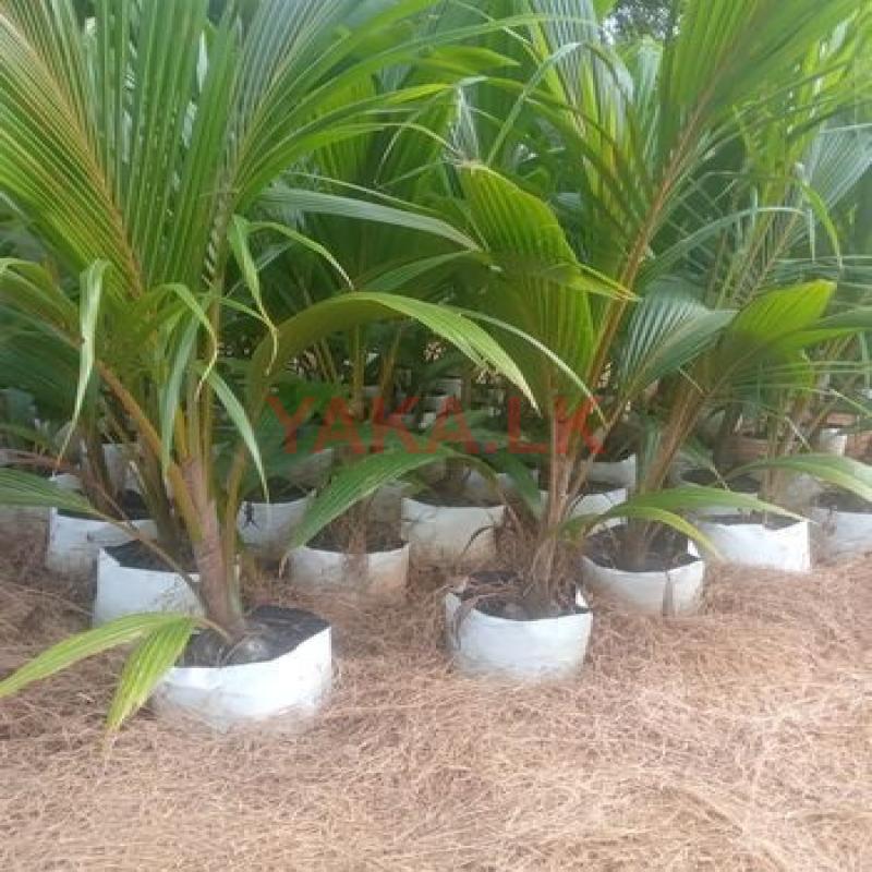 කප්රුක පොල් පැළ