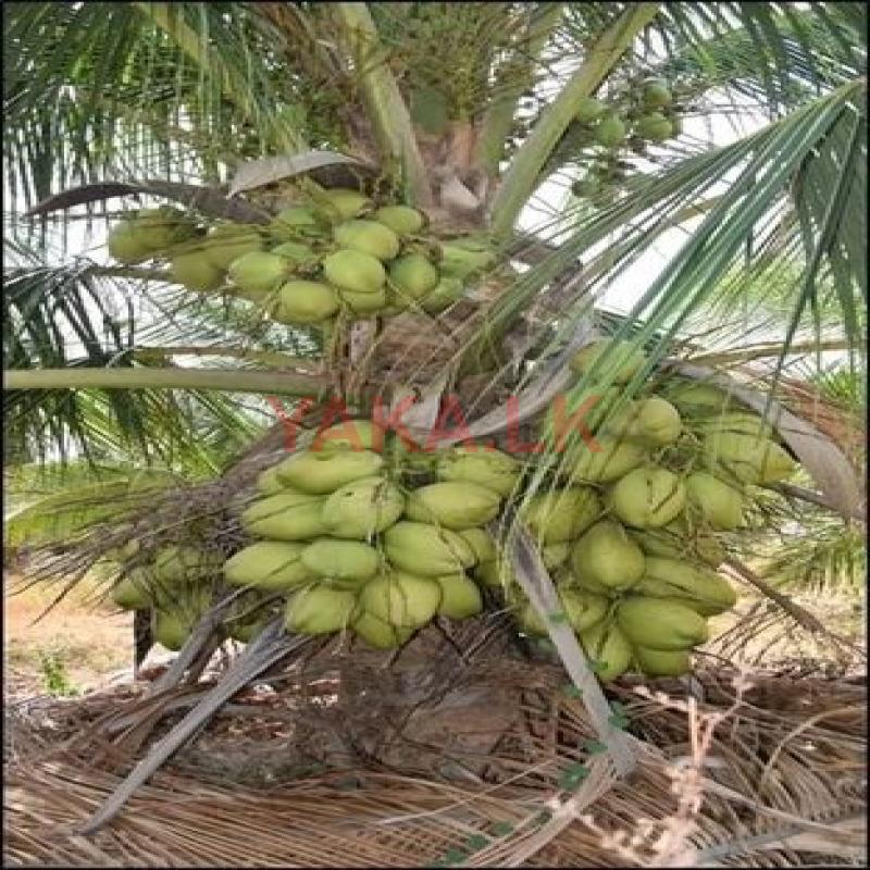 CRC8 කප්රුක පොල් පැළ