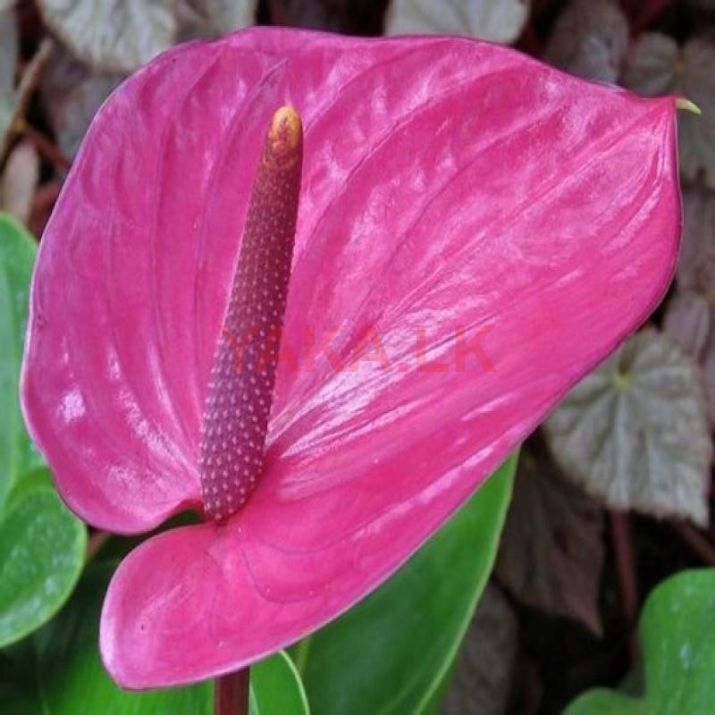Anthuriyam Plant