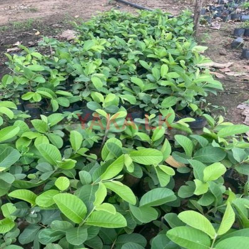 ඇපල් පේර පැල