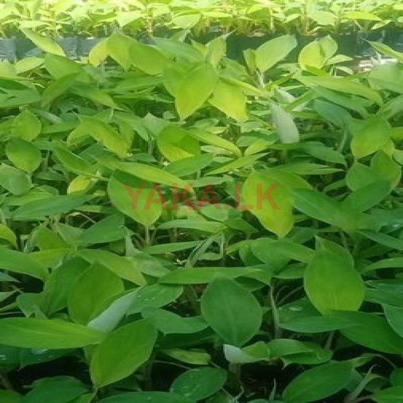 පටකරෝපණ කෙසෙල් පැල