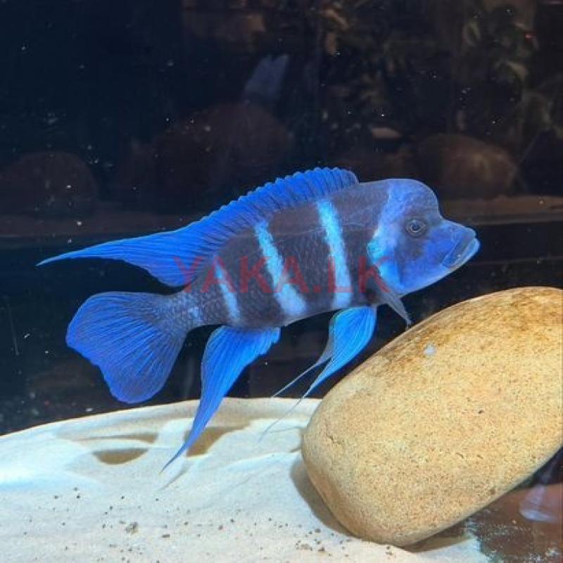 Frontosa Moba Blue Zaire Cichlid Fish
