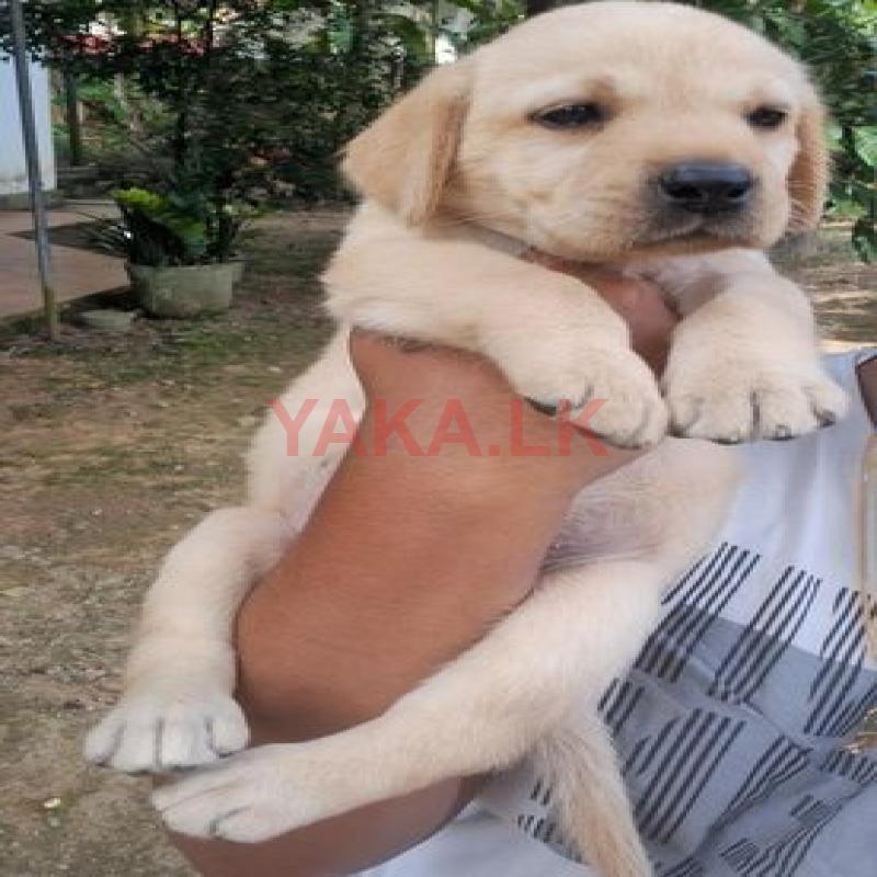 Labrador Retrieve puppies