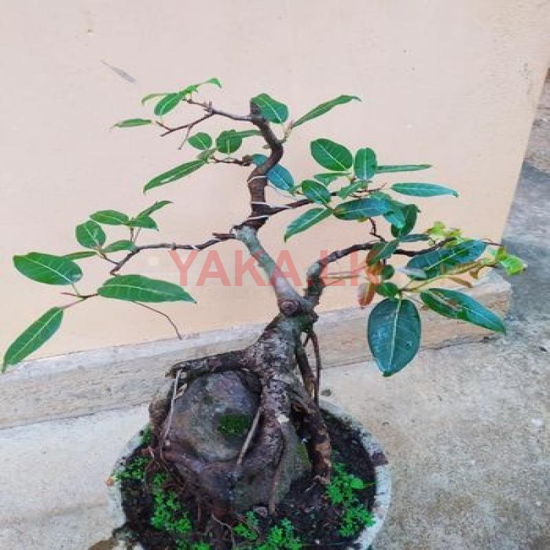 Bonsai Tree