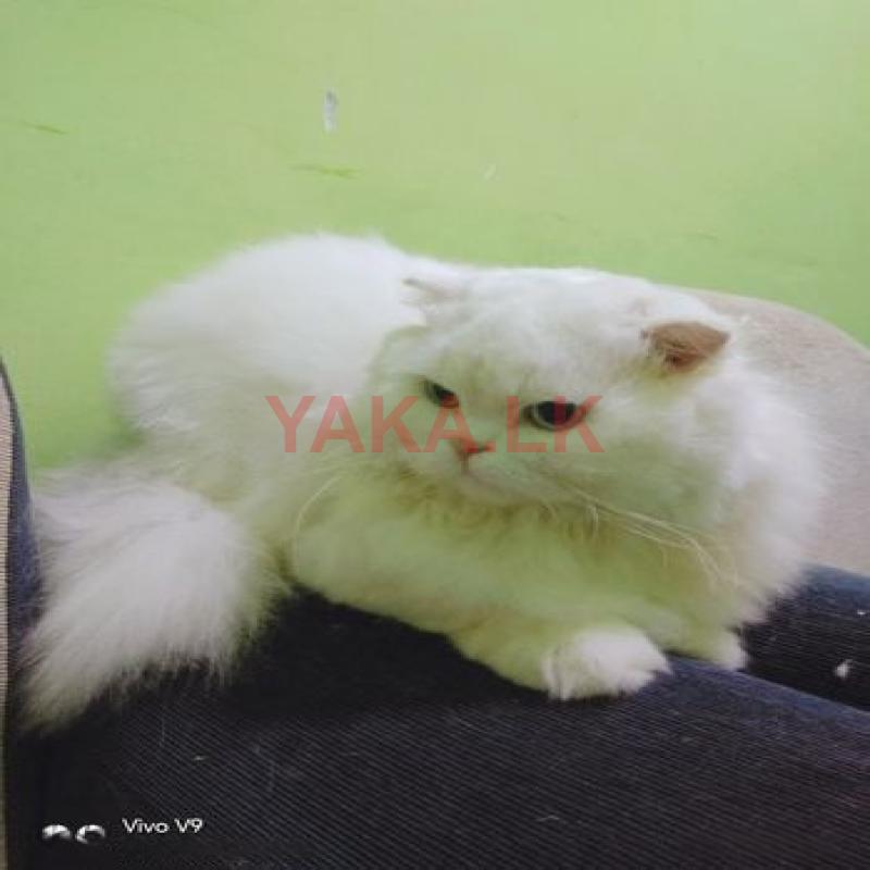Persian Cat