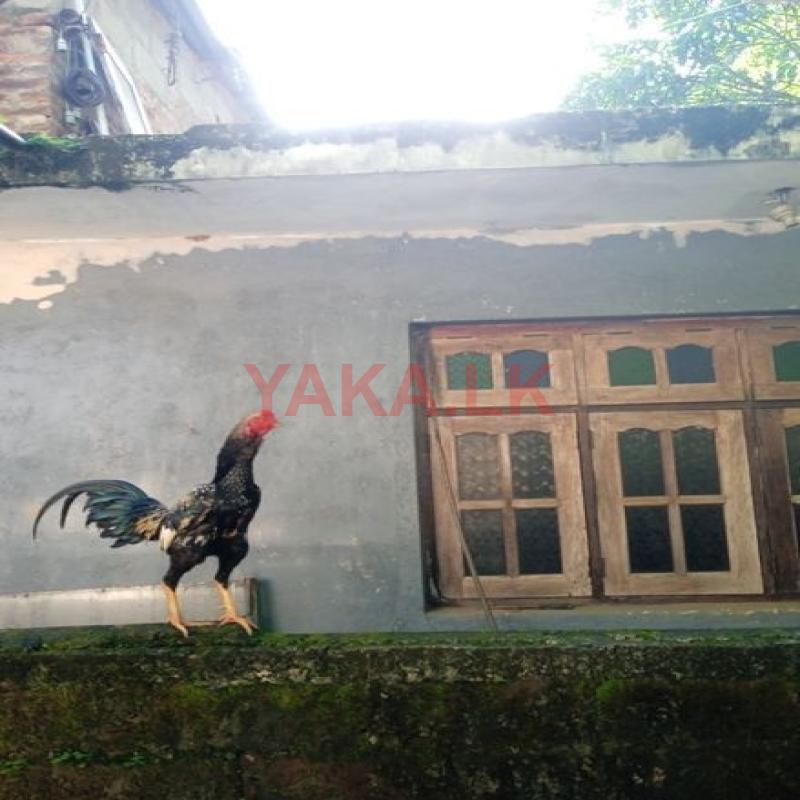 Asil Rooster