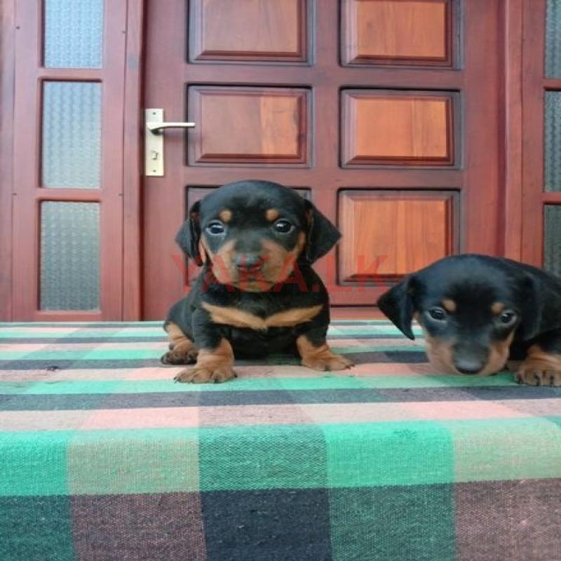 Dachshund Puppies