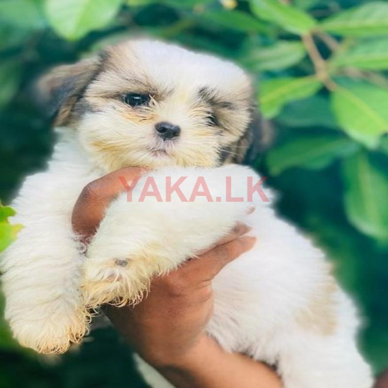 Shitzu Puppy