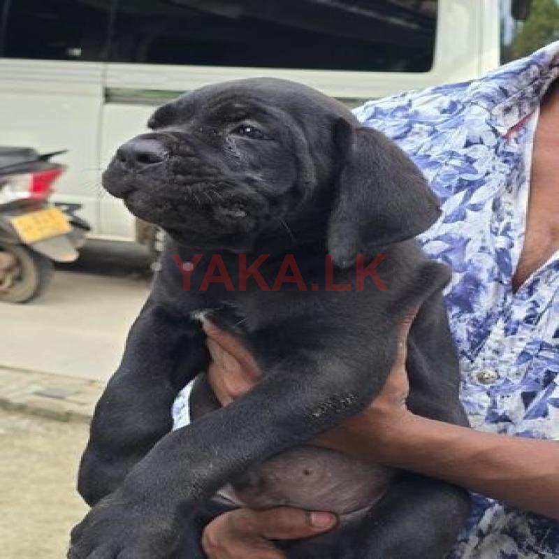Cane Corso Puppies