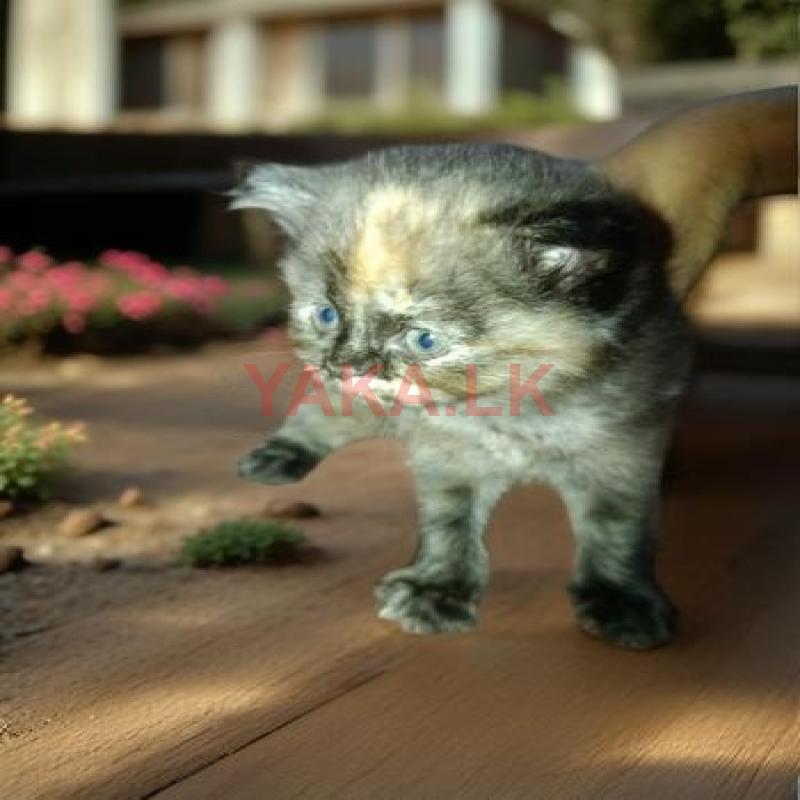 Persian Cat
