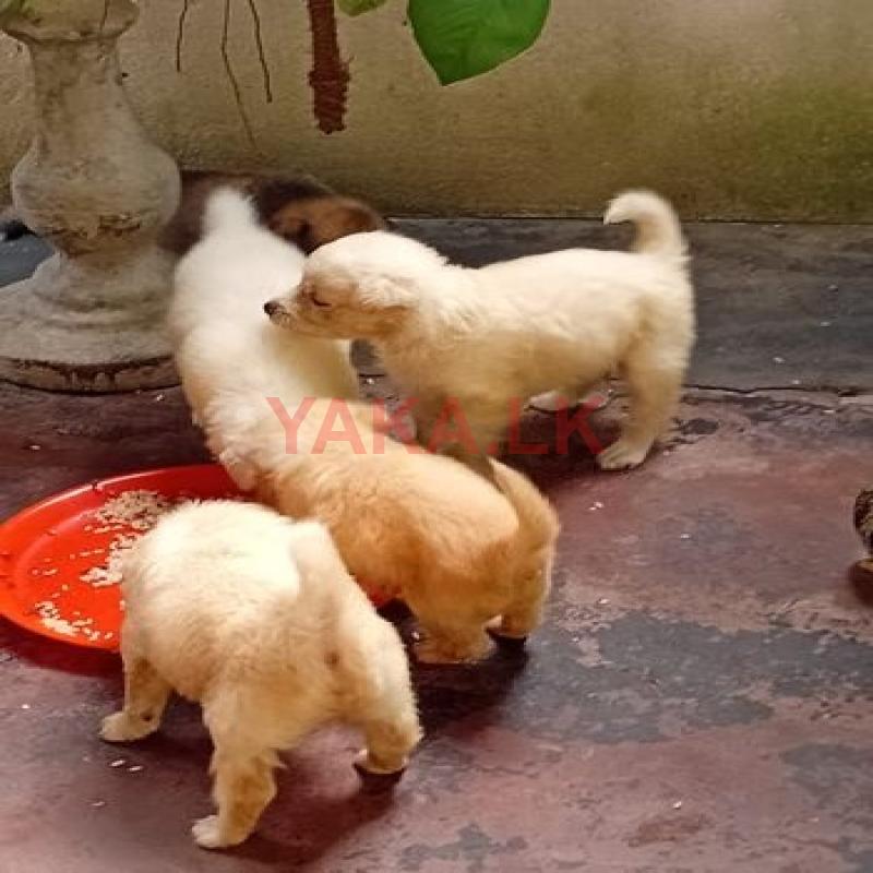 Pomeranian Puppies
