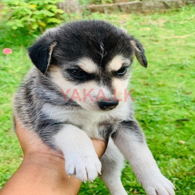 Husky Puppy