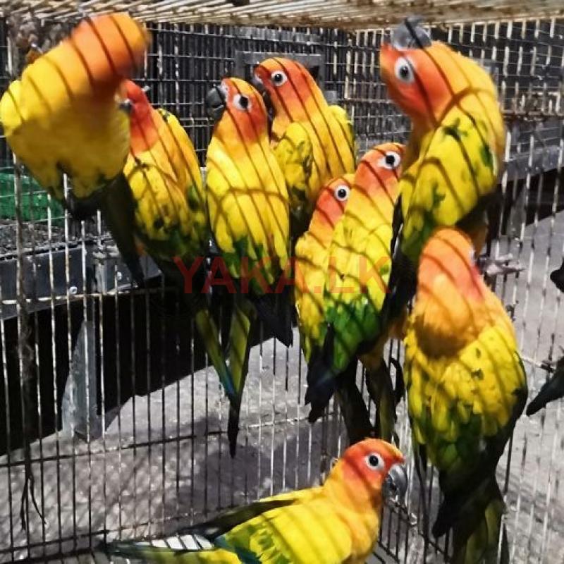 Sun Conure Parrot