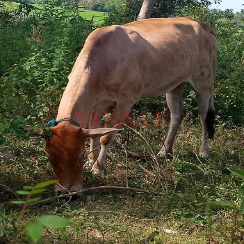 நாம்பன்