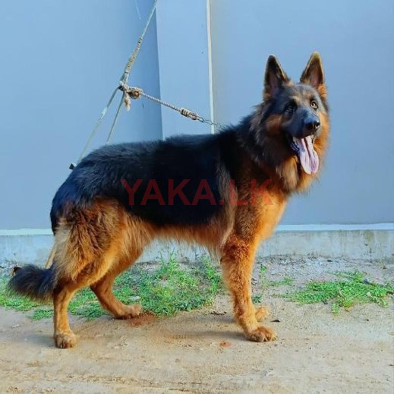 German shepherd for Crossing