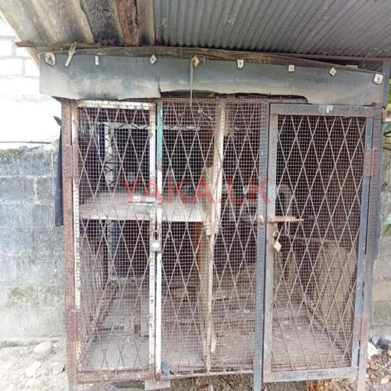 Bird Cage