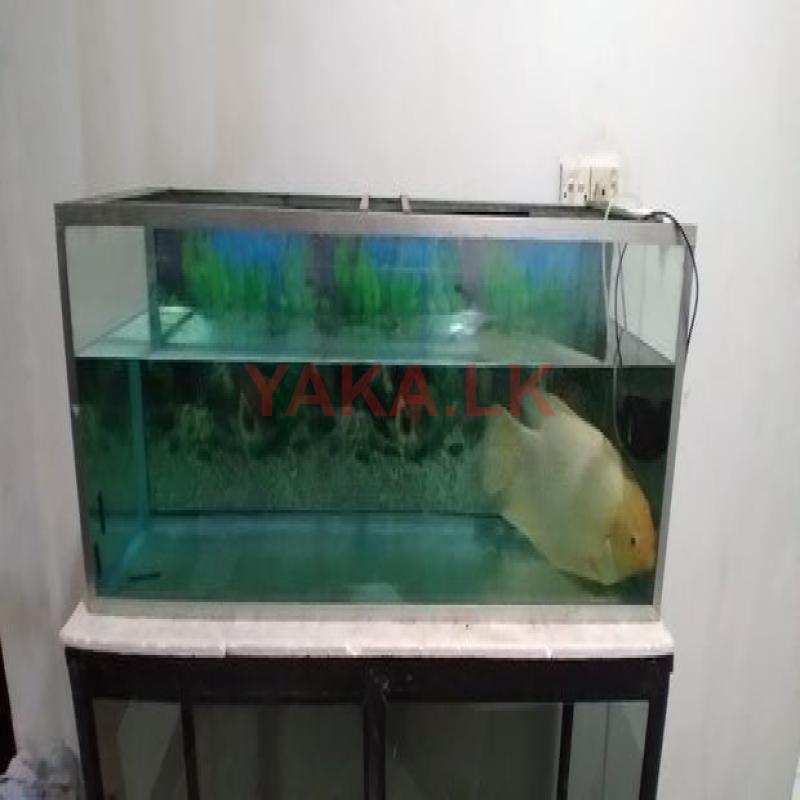 Fish Tank