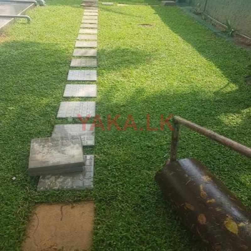 Malaysian Grass Carpet