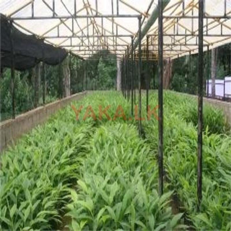 එනසාල් පැළ/cardamon plant