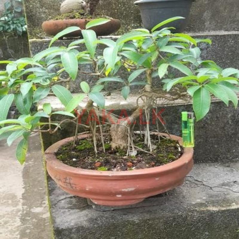 Bonsai