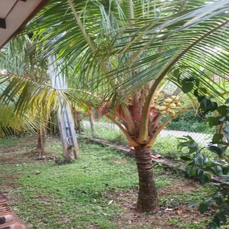 King Coconut Plant