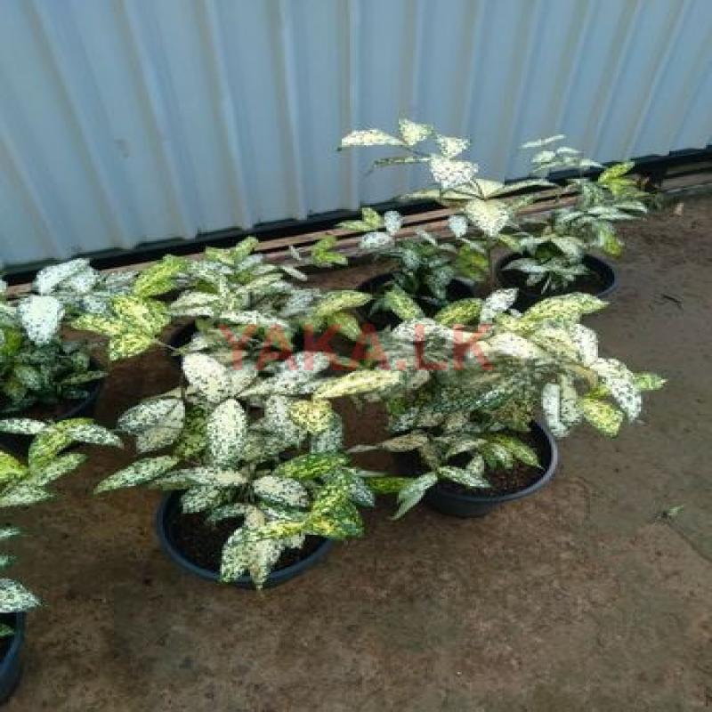 Plants Lot