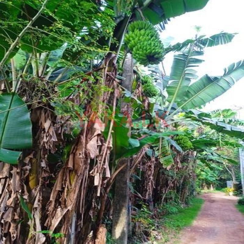 ඇඹුල් කෙසෙල් පැල