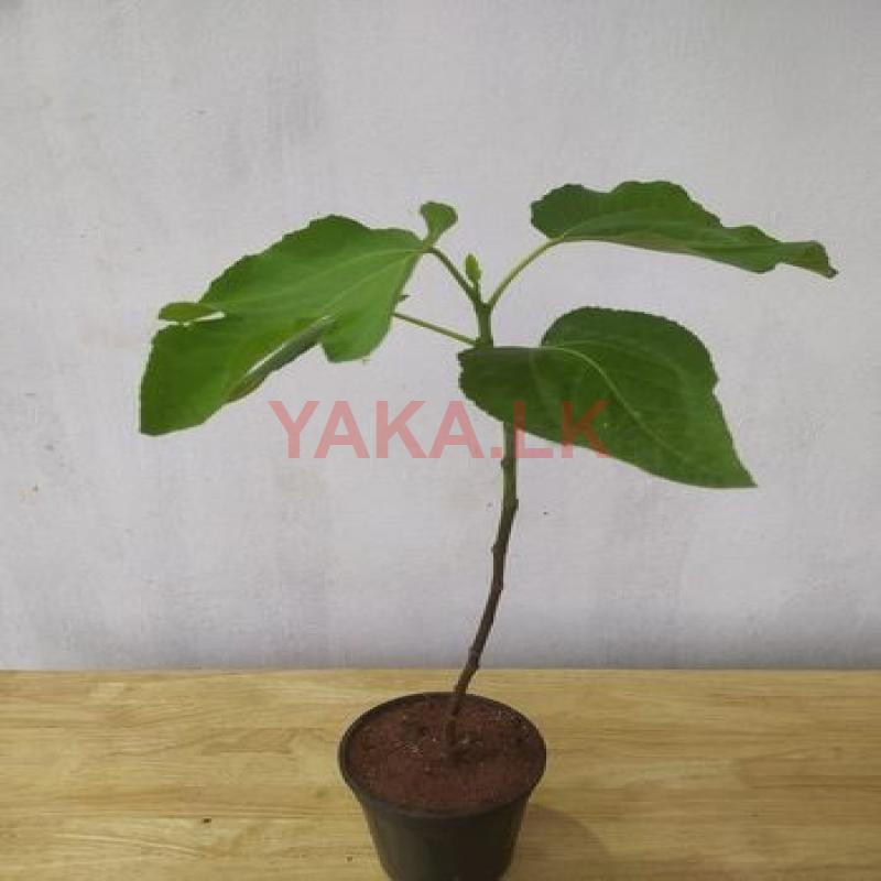 අත්තික්කා