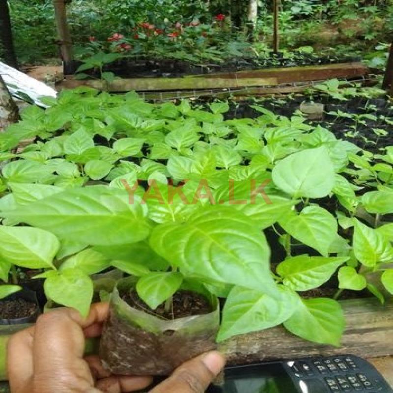 ස්ක්‍රොච් බොනට් ඩාර්ක් ග්‍රීන් නයි මිරිස් පැල