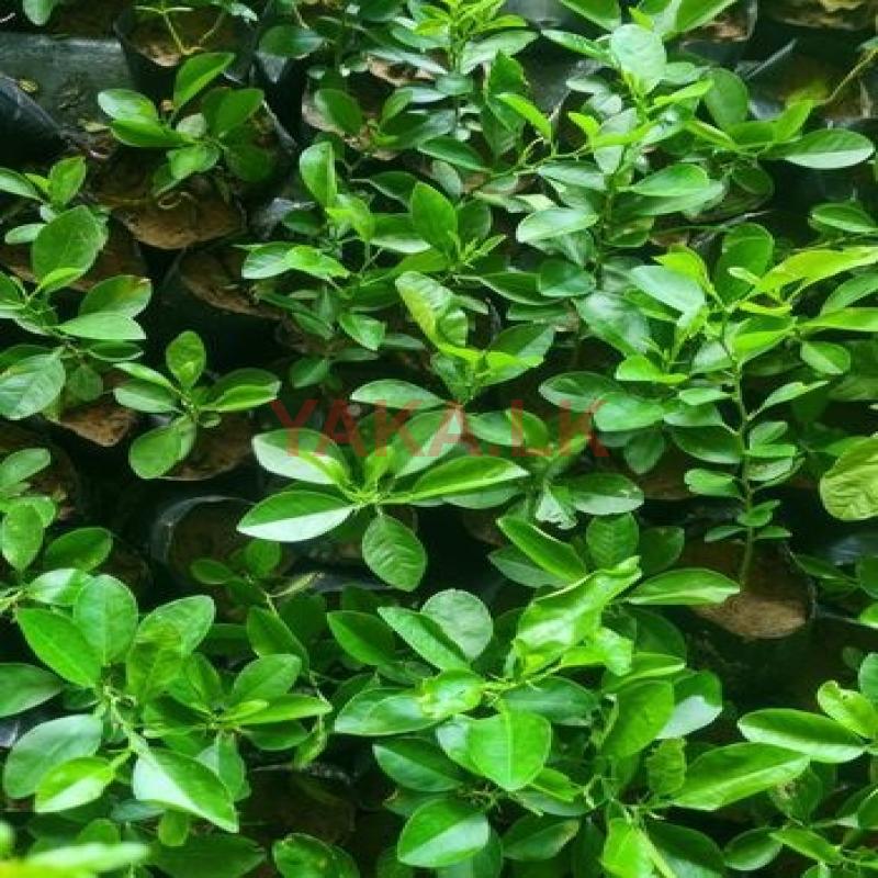 Lemon Tree
