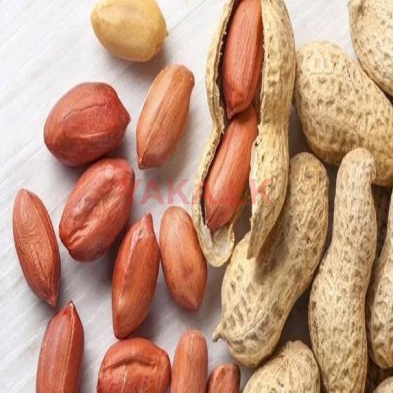 Peanut நிலக்கடலை