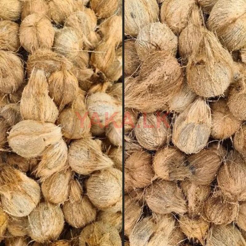 coconut