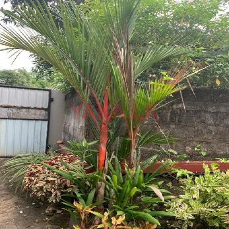 Red Palm Plant