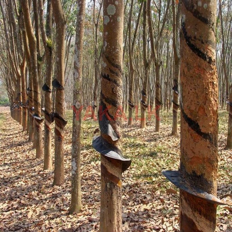 Rubber Tree for Sale (රබර් ගස් විකිණීමට)