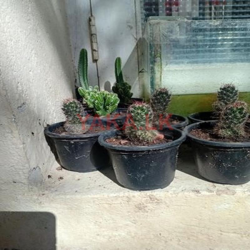 Cactus Plant