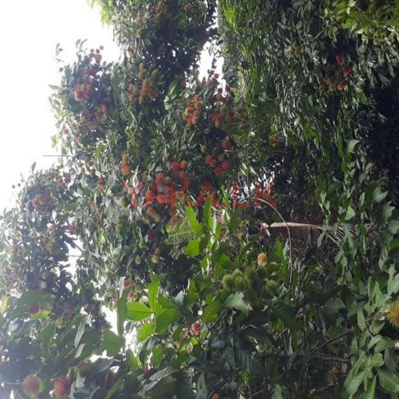 Rabutan