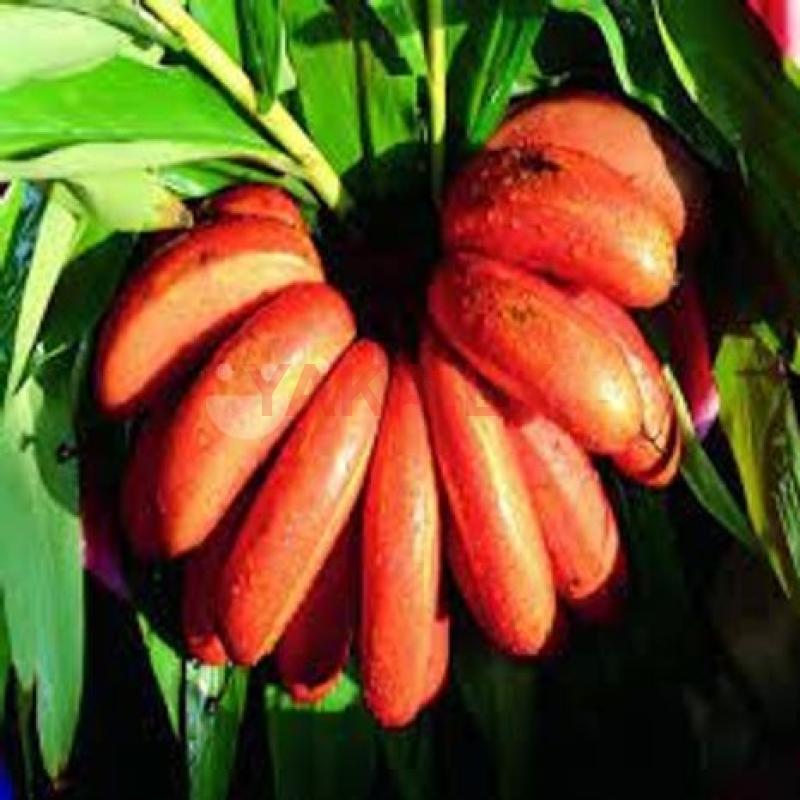 Red Banana