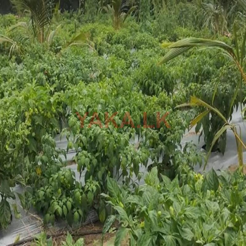 Nai Miris Scotch Bonnet Investment