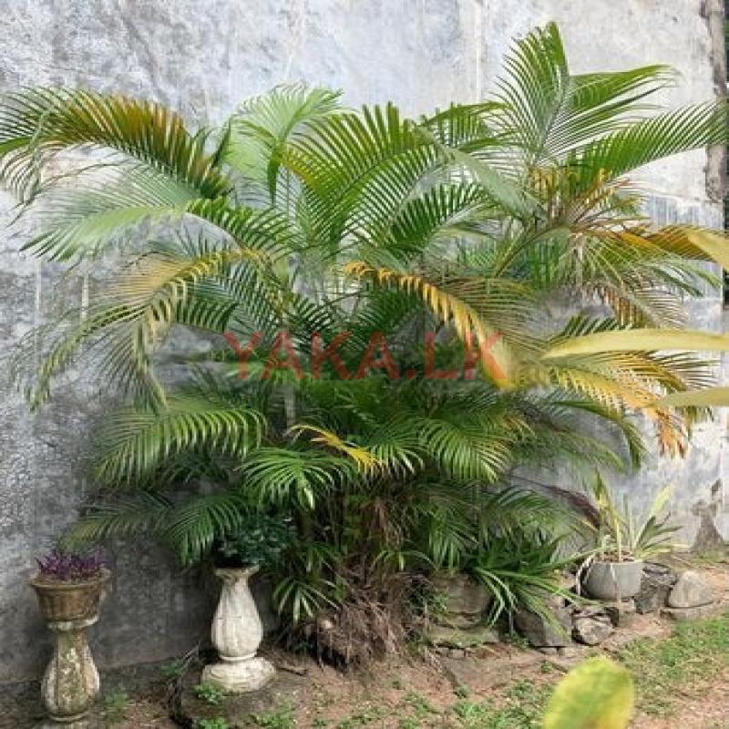 Areca palm tree