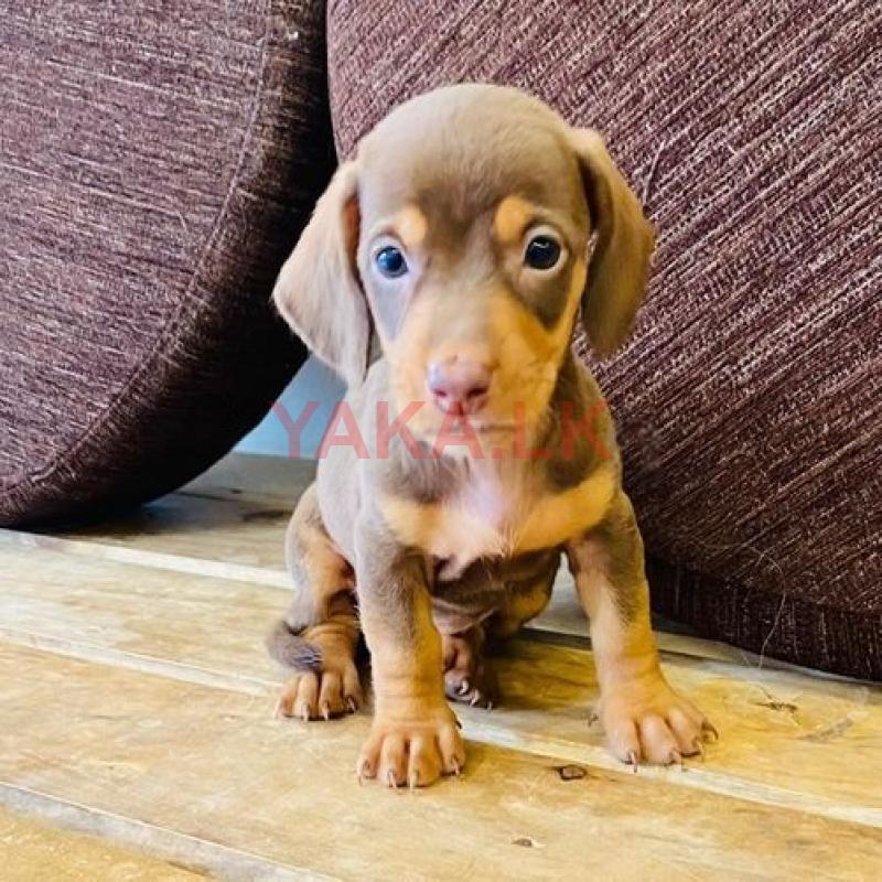 Dachshund Puppies