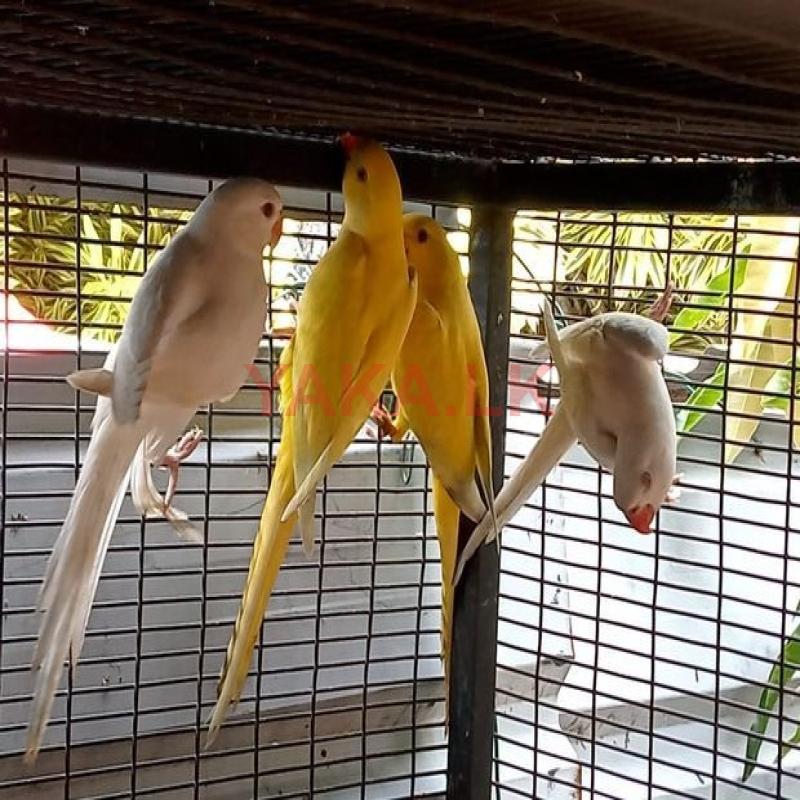 Ringneck Birds