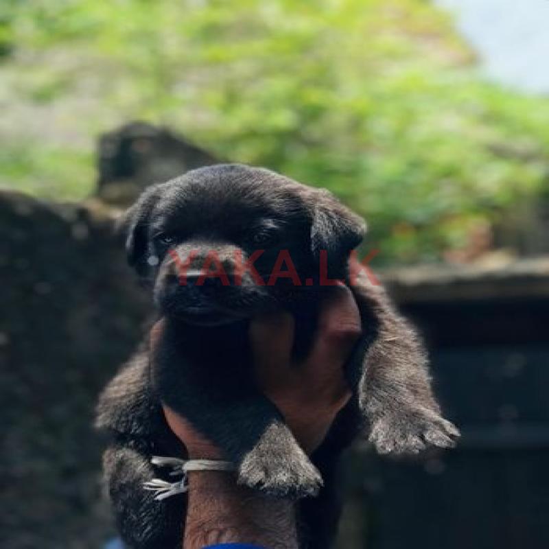 Labrador Puppy